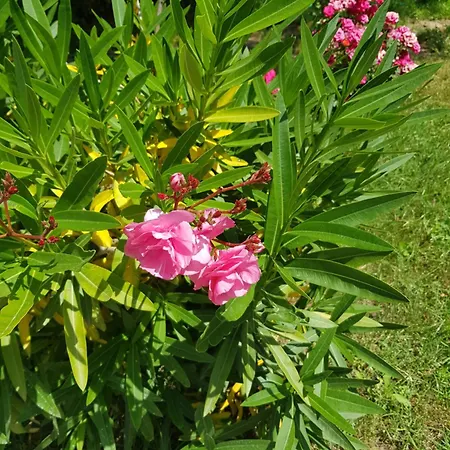 호텔 Family Magnolia, Sunny 2*