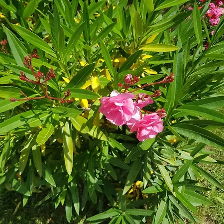 Family Magnolia, Sunny