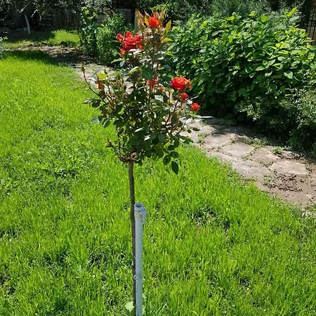 酒店 Family Magnolia, Sunny 阳光海滩