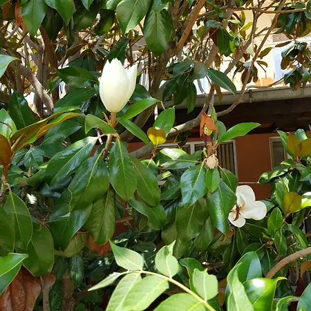 Family Magnolia 2* ساني بيتش