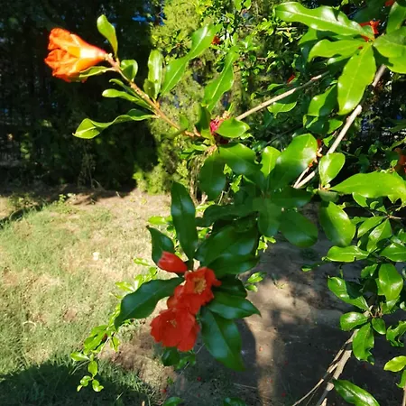 Хотел Family Magnolia, Sunny 2*