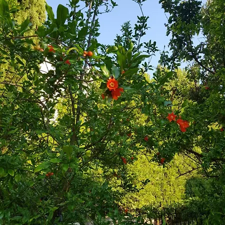 Хотел Family Magnolia, Sunny Слънчев бряг