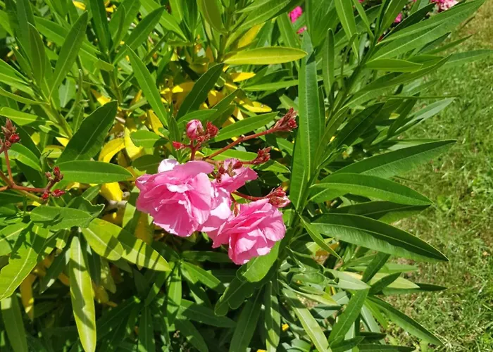 Хотел Family Magnolia, Sunny 2*