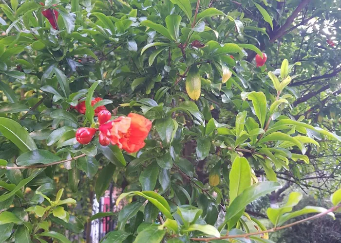 Хотел Family Magnolia, Sunny Слънчев бряг