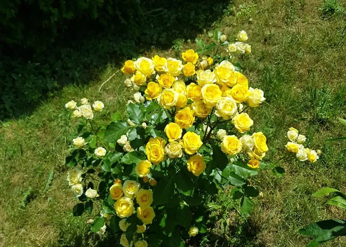 Family Magnolia, Sunny Hotel 2*