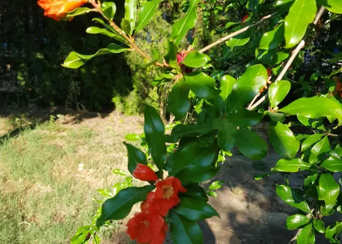 Хотел Family Magnolia, Sunny 2*