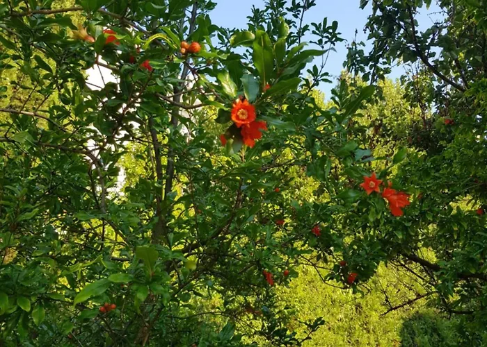 Хотел Family Magnolia, Sunny Слънчев бряг