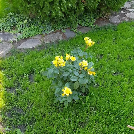 Family Magnolia, Sunny