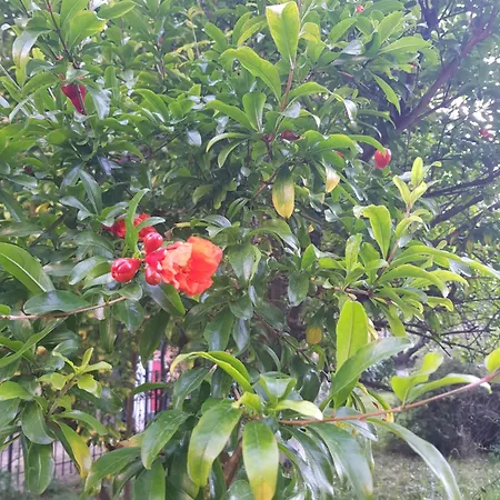 Ξενοδοχείο Family Magnolia Σάνι Μπιτς