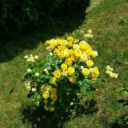 Family Magnolia, Sunny فندق 2*