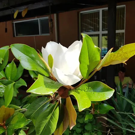 酒店 Family Magnolia, Sunny