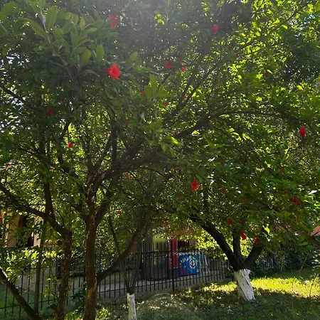 Family Magnolia, Sunny