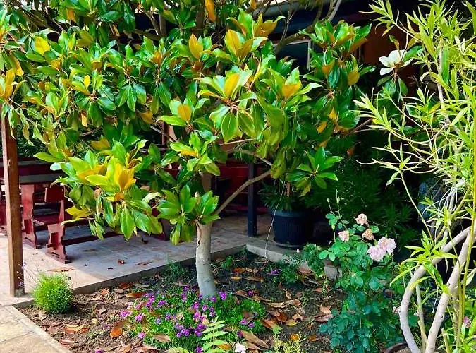 Отель Family Magnolia, Sunny Солнечный берег