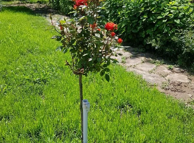 Отель Family Magnolia, Sunny Солнечный берег