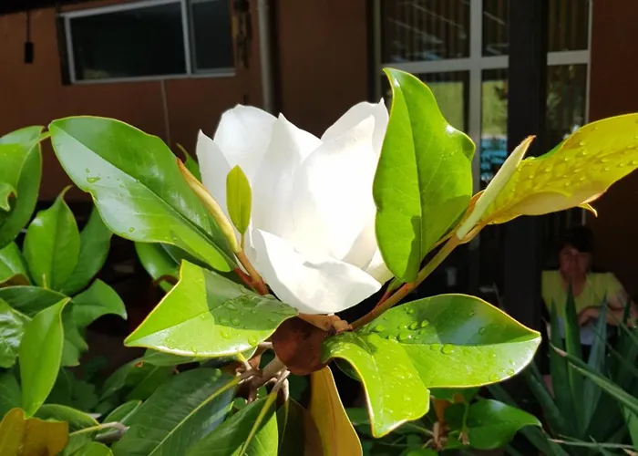 Otel Family Magnolia, Sunny