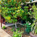 Хотел Family Magnolia, Sunny Слънчев бряг
