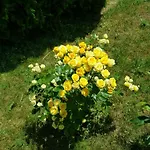 Family Magnolia, Sunny Хотел 2*
