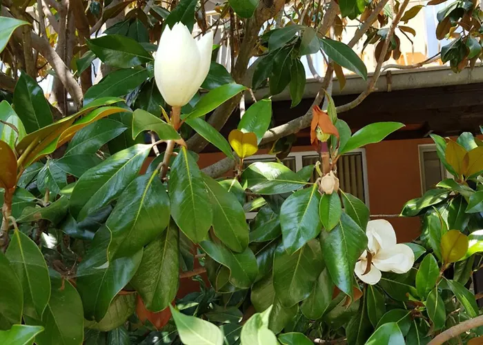 Family Magnolia, Sunny 2* Sluneční pobřeží